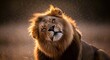 © StockShift - Majestic male lion shaking head with dust particles in golden hour sunlight