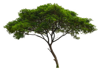Wall Mural - single tree PNG transparent background 