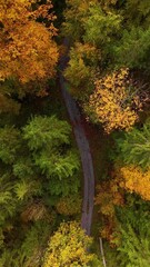 Wall Mural - Road path forest multicolor tree canopy autumn fall copper leaves, aerial top down view vertical