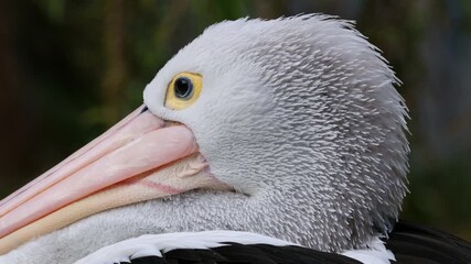 Wall Mural - close-up portrait of a large australian pelican (pelecanus conspicillatus), south australia
