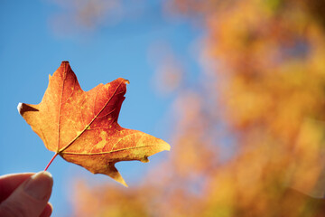 Wall Mural - closeup of a hand holding a colorful maple leaf against blue sky in the fall. autumn foliage bokeh i