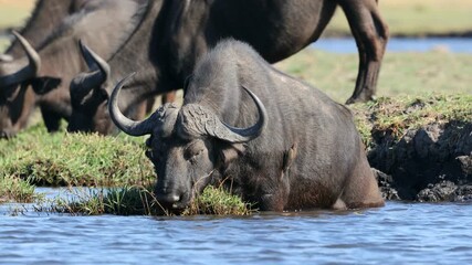 Wall Mural - an african buffalo (syncerus caffer) feeding in river, chobe national park, botswana