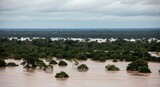 A wide area of flooded forest, showing the devastating impact of a natural disaster on the environment.