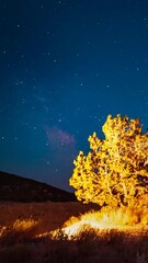 Wall Mural - Sunset to nighttime Milky Way vertical time lapse with a Utah juniper cedar in the foreground - sliding to follow the core