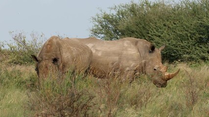 Wall Mural - a pair of endangered white rhinoceros (ceratotherium simum) standing in natural habitat, south afric
