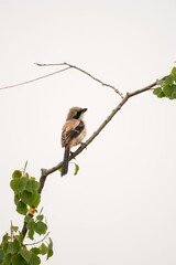 Wall Mural - bird on a branch against clear sky