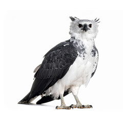 Wall Mural - harpy bird
