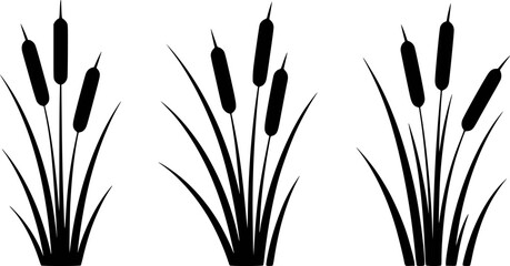 Black cattails with grass reed plant