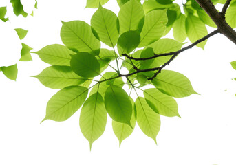 Closeup of vibrant green leaves on a tree branch against a bright transparent background, showcasing natural patterns and textures