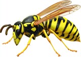 Detailed illustration of a wasp