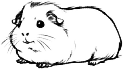 Wall Mural - guinea pig sketch illustration in black and white with a realistic style