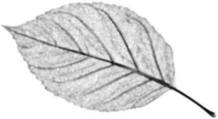 Wall Mural - detailed black and white halftone leaf illustration on a plain background