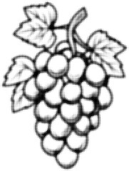 Wall Mural - halftone illustration of grape bunch in black and white style, retro design