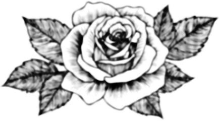 Wall Mural - black and white dot pattern drawing of a blooming rose with leaves
