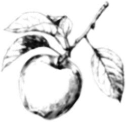 Wall Mural - black and white halftone illustration of an apple with leaves on a branch