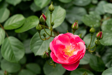 Wall Mural - Bloom pink white rose with green leave in the garden
