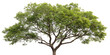 © Najmin - Tree isolated on transparent background