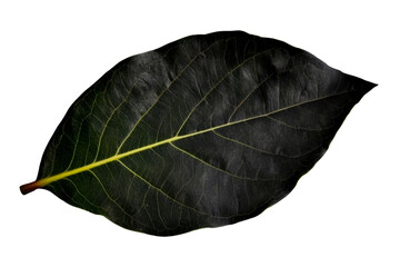 Wall Mural - Dark green leaf with prominent yellow vein on white