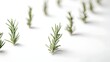 © Darunee - High-resolution DSLR shot using 85mm lens, fresh rosemary sprigs arranged parallel with distinct shadows on white background, focus on front sprig with gradual depth fade, daylight illumination