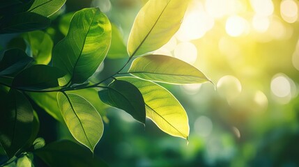 Wall Mural - Sun-Kissed Foliage: A close-up shot showcases a vibrant arrangement of green leaves, illuminated by golden sunlight, evoking a sense of freshness and vitality. 
