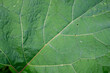 © 0990930308 - close up of green leaf