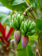 © Sumaiya - bunch of bananas on tree
