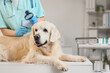 © Pixel-Shot - Veterinarian examining hair of dog in clinic