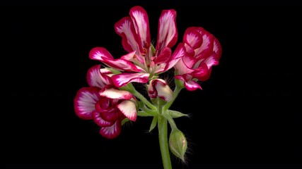 Wall Mural - Timelapse of beautiful pink flower blooming on black background. Blooming geranium flower close-up