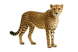 Graceful cheetah standing and looking directly at the camera, showcasing its sleek spotted coat and elegant build, isolated on transparent background, perfect for wildlife and nature concepts