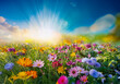 © biggi62 - Eine bunte Blumenwiese im frühling mit Sonne