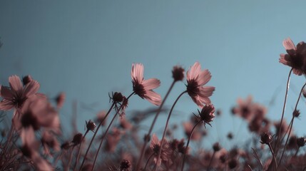 Wall Mural - delicate pink cosmos flowers against a pale blue sky.
