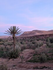 Wall Mural - serene desert landscape with palm trees and mountains under a pastel sky at sunset in morocco