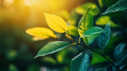 Close up of bright green leaves in a golden sunlight