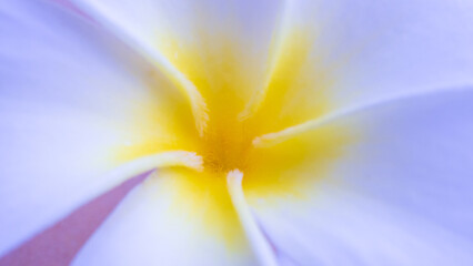 Wall Mural - Close up of beautiful frangipani flower