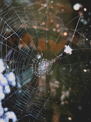 spider on web