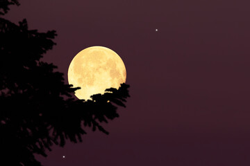 Wall Mural - full moon with stars, planets and rural countryside tree silhouettes.