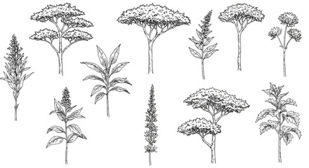 Collection of hand drawn trees and plants silhouette isolated on white background