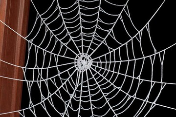 Frosted spiderweb on black background