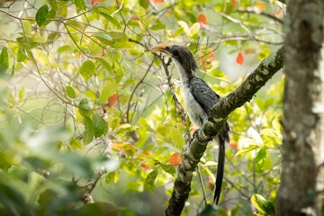 Wall Mural - hornbill amidst lush greenery