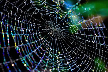 Dew-kissed spiderweb intricate design