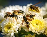 Close-up of wasps on white chrysanthemum flowers