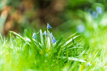 Wall Mural - Siberian squill, wood squill, Scilla siberica meadow plant with blue blossom in grass. Spring flower background