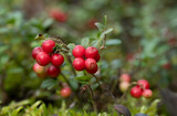 Red ripe lingonberry (cowberry) with leaves in the forest. Nature background.