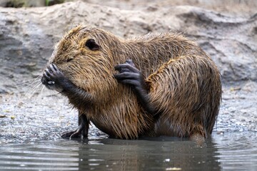 Wall Mural - beaver grooming by the water's edge
