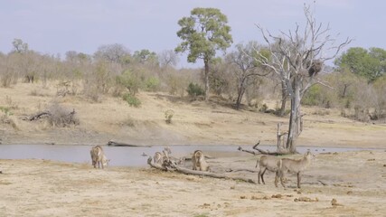 Wall Mural - a wide shot of a herd of waterbuck standing near a waterhole of kruger national park in south africa