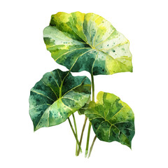 Alocasia in watercolor style, vector illustration, isolated on white background.
