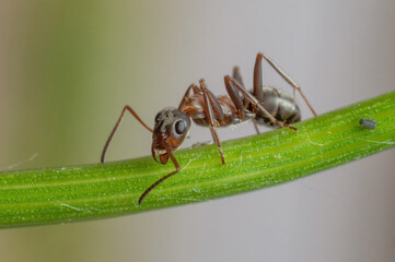 red ant