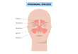 © pikovit - Paranasal sinus poster