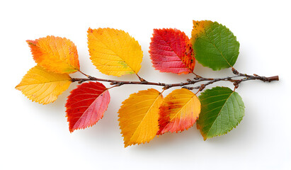 Wall Mural - tree branch with colorful leaves against a white background. suitable for autumn themed designs, nat