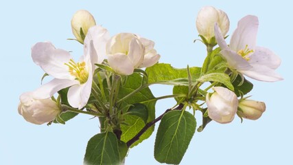 Wall Mural - Time lapse of apple blossoms on blue background